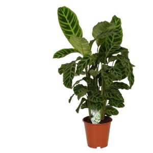 Calathea Zebrina P14 H45