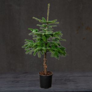 Jul 25 - nr. 50 - Juletræ opst. i pot Ø30 H120/150