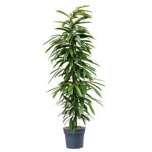 Ficus Amstel King 3 Pp