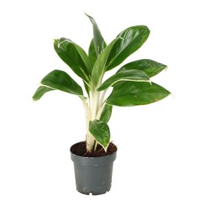 Aglaonema White lime Ø12 H35