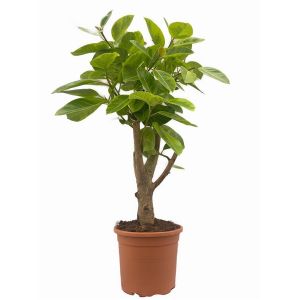 Ficus Altisima Opstammet Ø32 H120