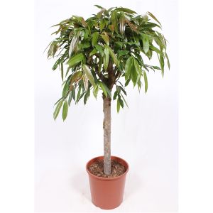 Ficus Amstel King Opst. Ø30 H120