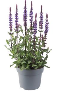 Salvie Nemorosa Ø17