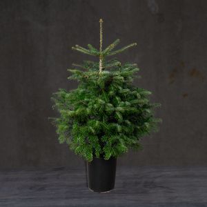 Jul 25 - nr. 46 - Pottegroet juletræ ekskl. kurv