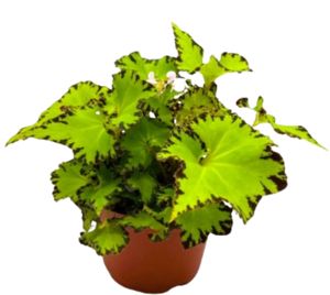 Begonia Rex Jive Lime grøn Ø12 H25