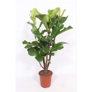 Ficus Lyrata Forgr. Ø50 H220