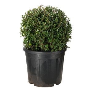 Ilex Crenata Kugle