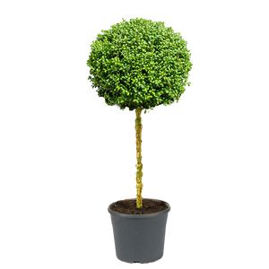 Ilex Crenata Opstammet Ø26 H100