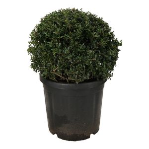 Ilex Crenata Kugle