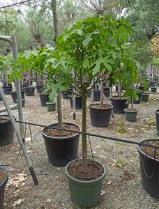 Brachychiton Acerifolius Opst. Ø45 H170