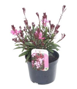 Gaura Lyserød Ø13