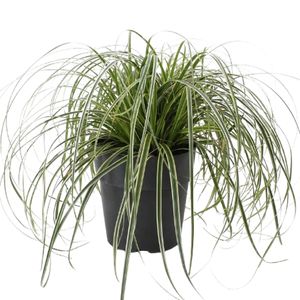 Carex Broget Ø17
