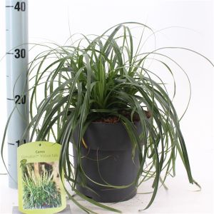 Carex Grøn Ø17