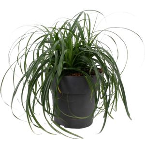 Carex Grøn Ø17