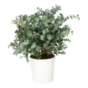 Eucalyptus