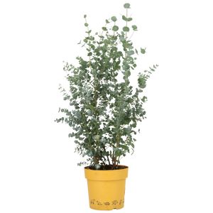 Eucalyptus  Ø20 H60