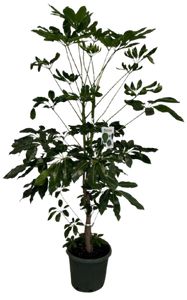 Schefflera Amate Opst.