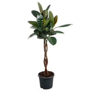 Ficus Elastica Melany Opst.flettet st.