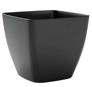 Ceylon Ash