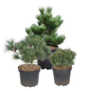 Helt Naturligt Pinus Mix Ø23