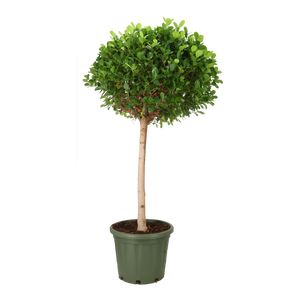 Ficus Moclame Opst. Grøn