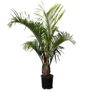 Neodypsis