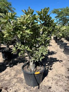 Ficus Carica opst./Forgr. Ø65 H200