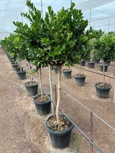 Citrus Persia Opst. Ø35 H170