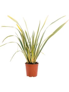 Græs, Phormium Tenax Mix farver Ø26