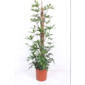 Philodendron Pedatum Mosstok Ø40 H150