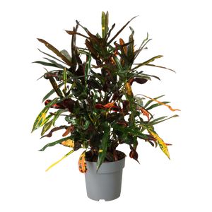 Codiaeum Var. Mammi