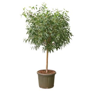 Eucalyptus Opst. Ø50 H170