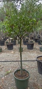 Brachychiton Discolor Opsts. Ø45 H170