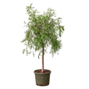 Grevillea Robusta Opst.