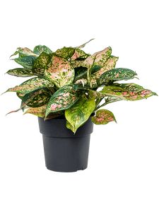 Aglaonema Crimson Love