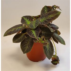 Episcia Mix Ø12 H20