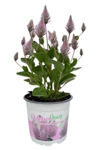 Ptilotus Exaltatus Joey, Silkehale Ø12 H25