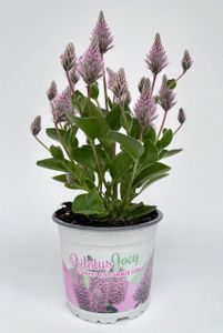 Ptilotus Exaltatus Joey, Silkehale  Ø12 H25