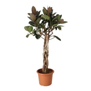 Ficus Elastica Burgundy flettet stamme