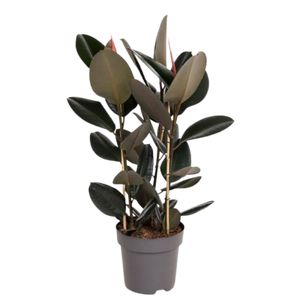 Ficus Elastica Burgundy, Flettet stamme Ø30 H160