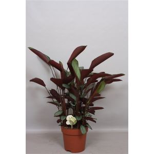 Ctenanthe Setosa Ø19 H80