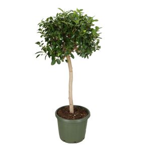 Ficus Australis Opst. Ø45 H170