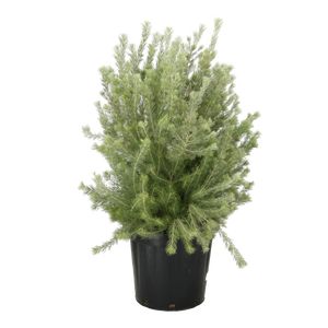 Adenanthos Sericeus Ø35 H120