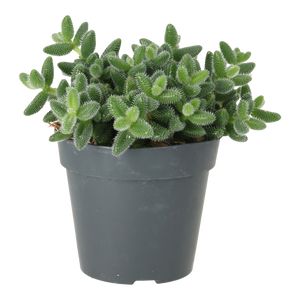 Delosperma Echinatum Ø12