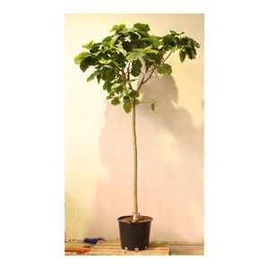 Ficus Umbellata Opst. Ø50 H300