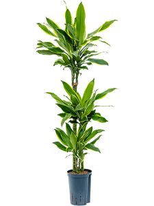 Dracaena Golden Coast 3 Pp