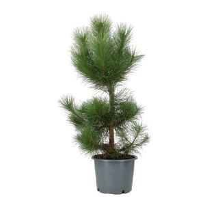 Pinus, Busk Ø40 H120