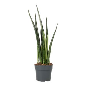Sansevieria Bentel Sesation Ø17 H55