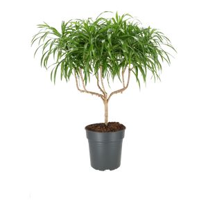 Dracaena Reflexa Anita Kandelaber Ø24 H80