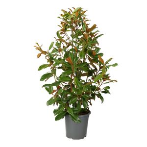 Magnolia Grandiflora Ø30 H150